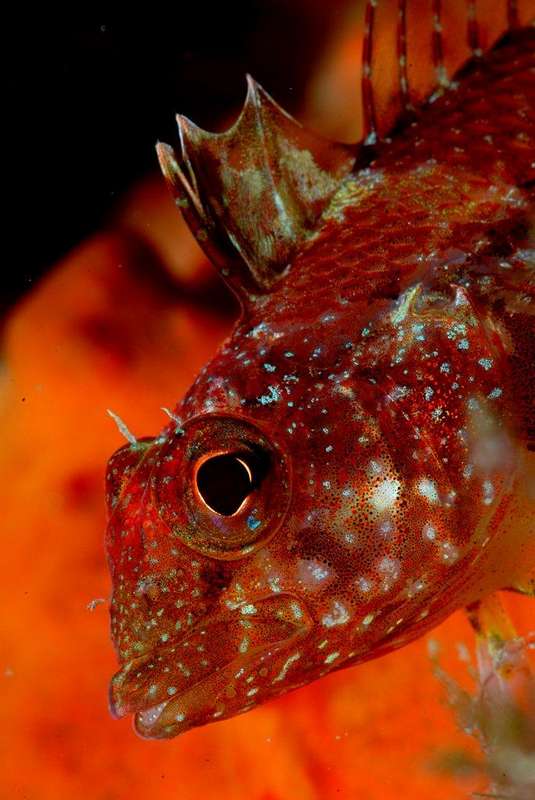 NAFOSUB 2012: Juan Carlos Melero y Ana Isabel Moreno, rozan el &quot;Top Ten&quot; nacional